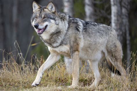Wolf & Kala Foster Home Maakri 44, 10145 Tallinn