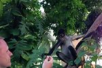 Woman Feeding Spider Monkeys