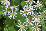 Wooded Aster