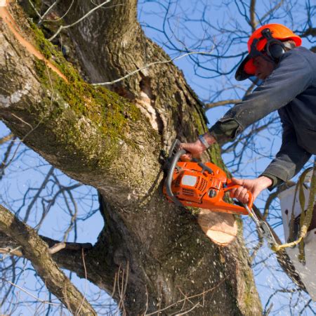 Worcester Tree Surgery