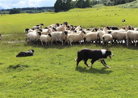 Working Sheepdogs