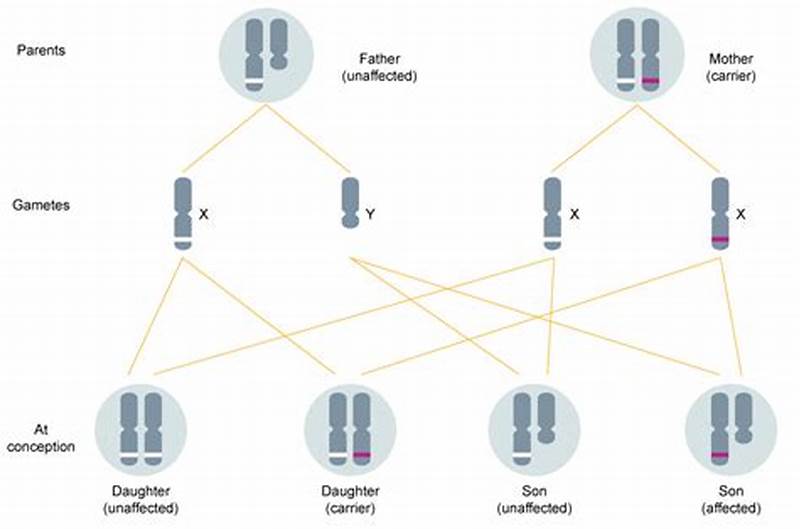 X Linked Pattern Of Inheritance