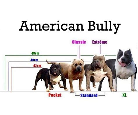 Xl Bully Size Chart