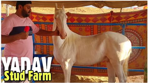 Yadav horse farm