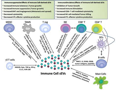 Immune Cells