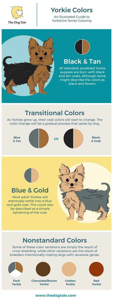 Yorkie Haircut Yorkie Color Chart