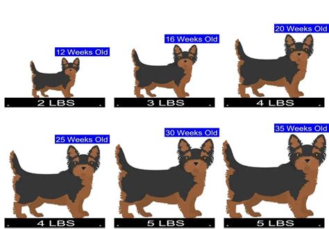 Yorkshire Terrier Growth Chart