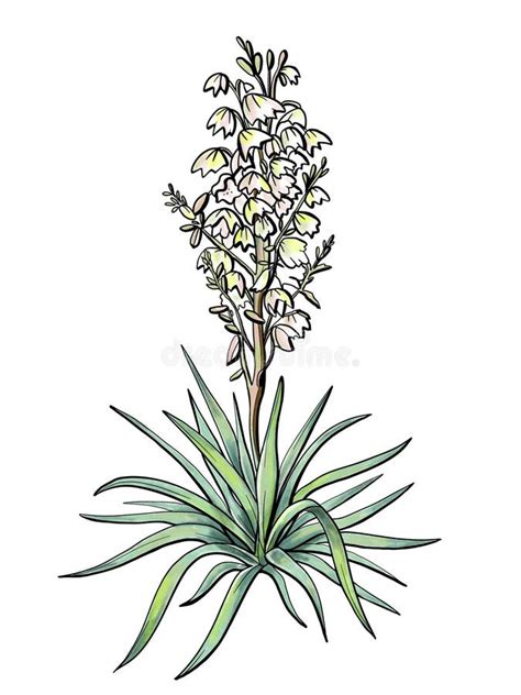 Yucca Flower Drawing