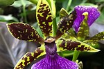 Zygopetalum Orchids for Sale