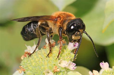 abeille iard