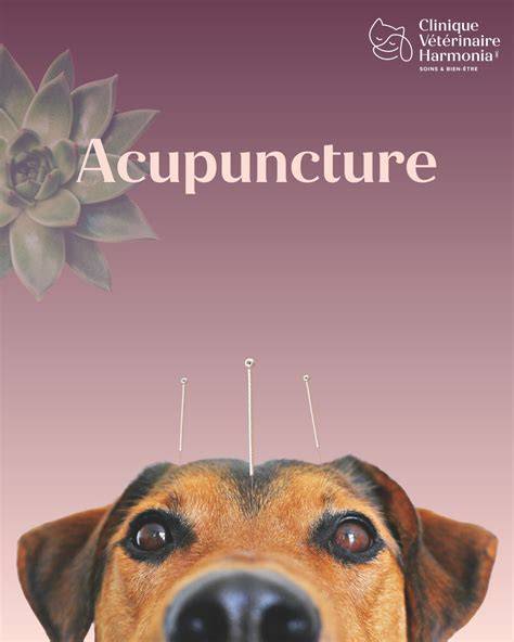 acupuncture à Gignac