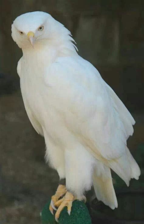 Albino Animal Conservation