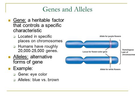 Alleles vs Genes