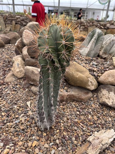 allisoncactus Onlyfans Leak 6 XXX