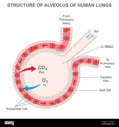 Alveolus