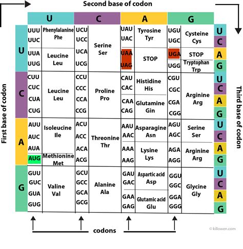 Amino Acid Codes Chart