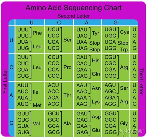 Aminoa Cid Chart