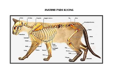 Anatomi Kucing