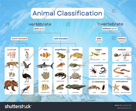 Animal Categories Chart