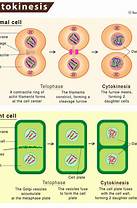 animal cell cytokinesis diagram