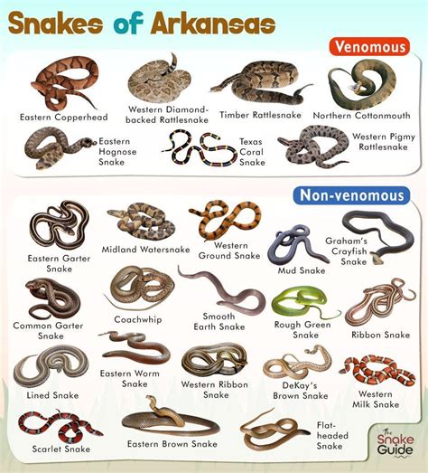 Arkansas Snakes Identification Chart