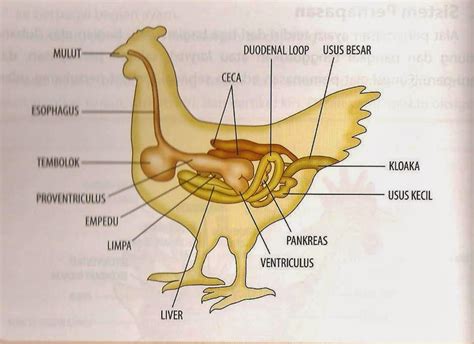 ayam babon sistem pencernaan
