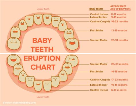 Baby Teeth Chart