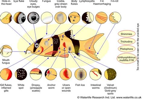 Bacterial infections of skin and gills in fish