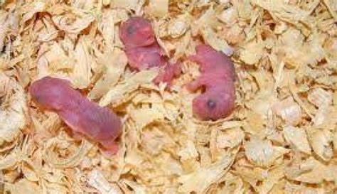 pemberian asi pada bayi hamster baru lahir