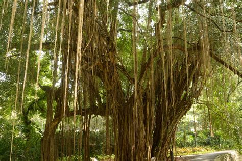 Pohon Beringin di Indonesia