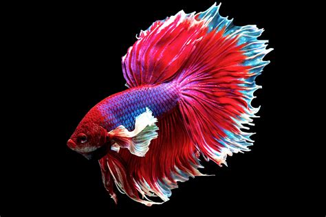 Understanding Betta Fish Basics