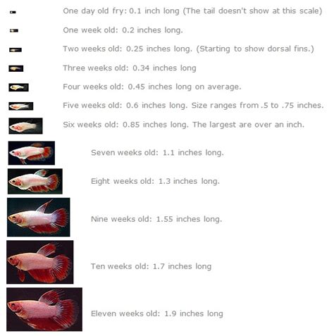 Betta Fry Growth Chart