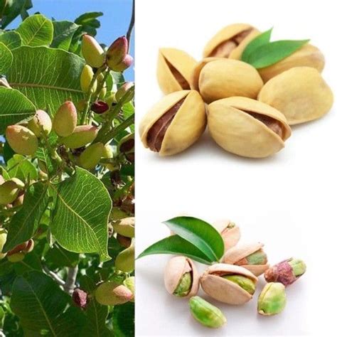 Bibit kacang pistachio