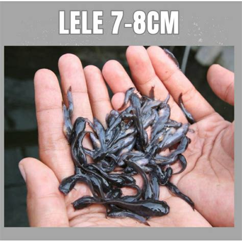 bibit lele