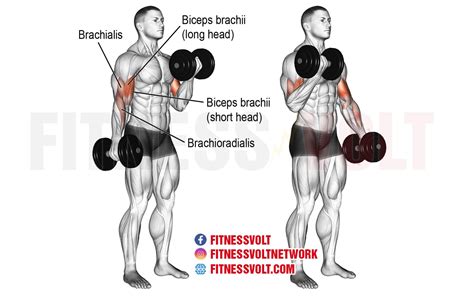 Bicep Curl