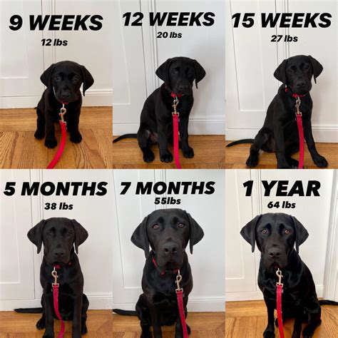 Black Lab Age Chart
