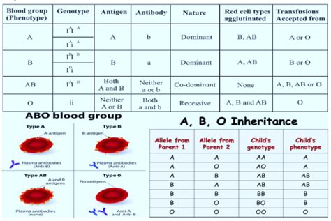 Blood Type Genes Chart