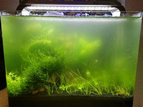 blue-green algae in a fish tank