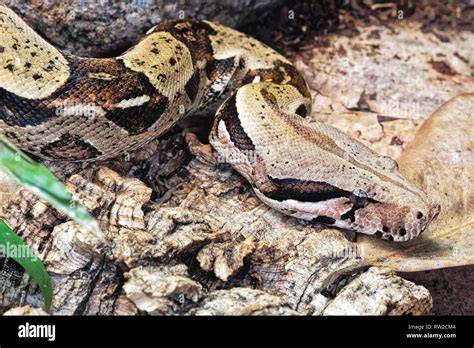 Ular Boa