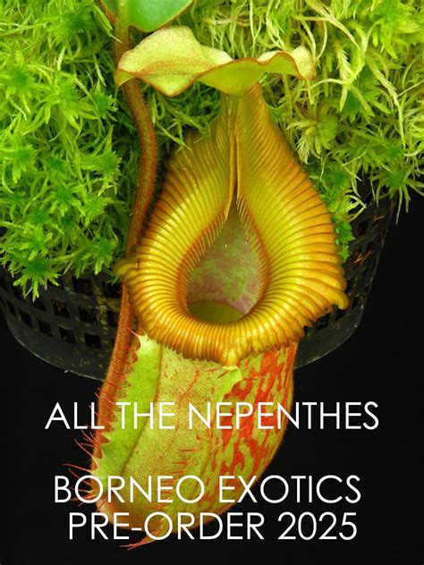 Borneo Exotics Catalogue