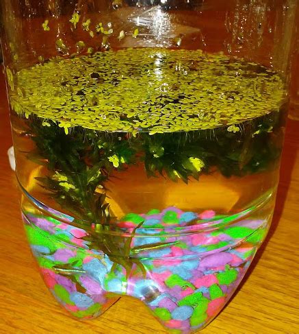 Bottle Biosphere Walkthrough