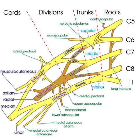 Brachial Plexus Chart