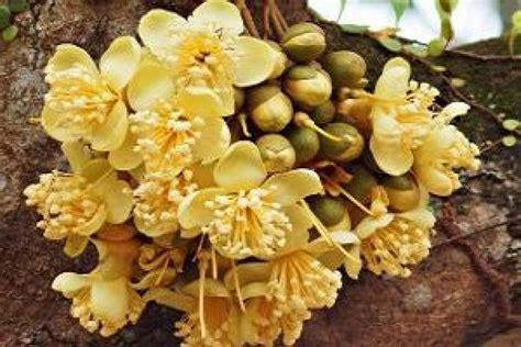 bunga durian rontok