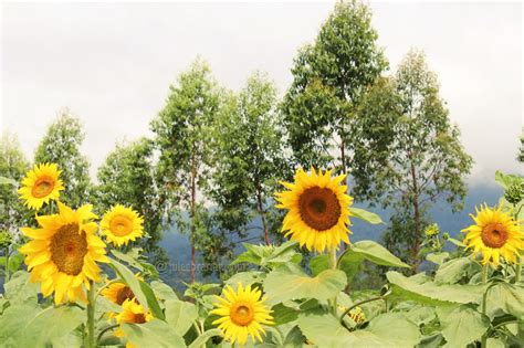 Bunga Matahari Jepang