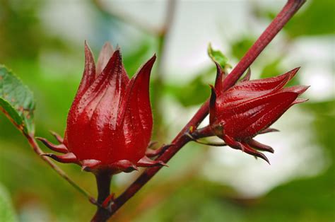 bunga rosella