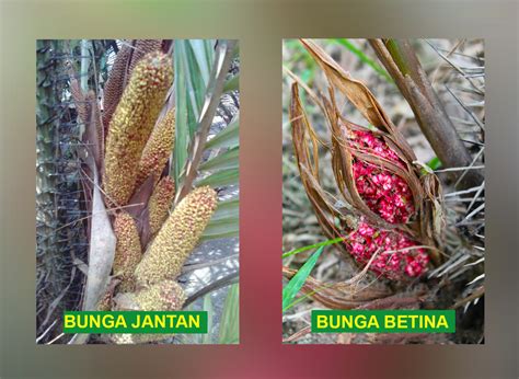 Bunga Salak