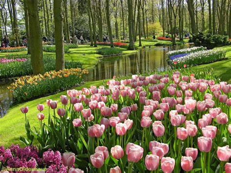 Bunga Sempurna - Tulip