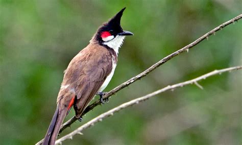 Burung Kutilang