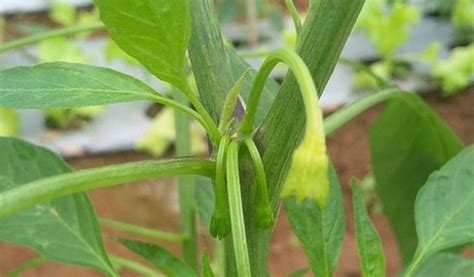 cabe rontok