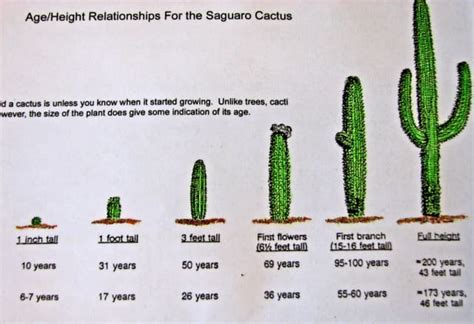 cactus growth
